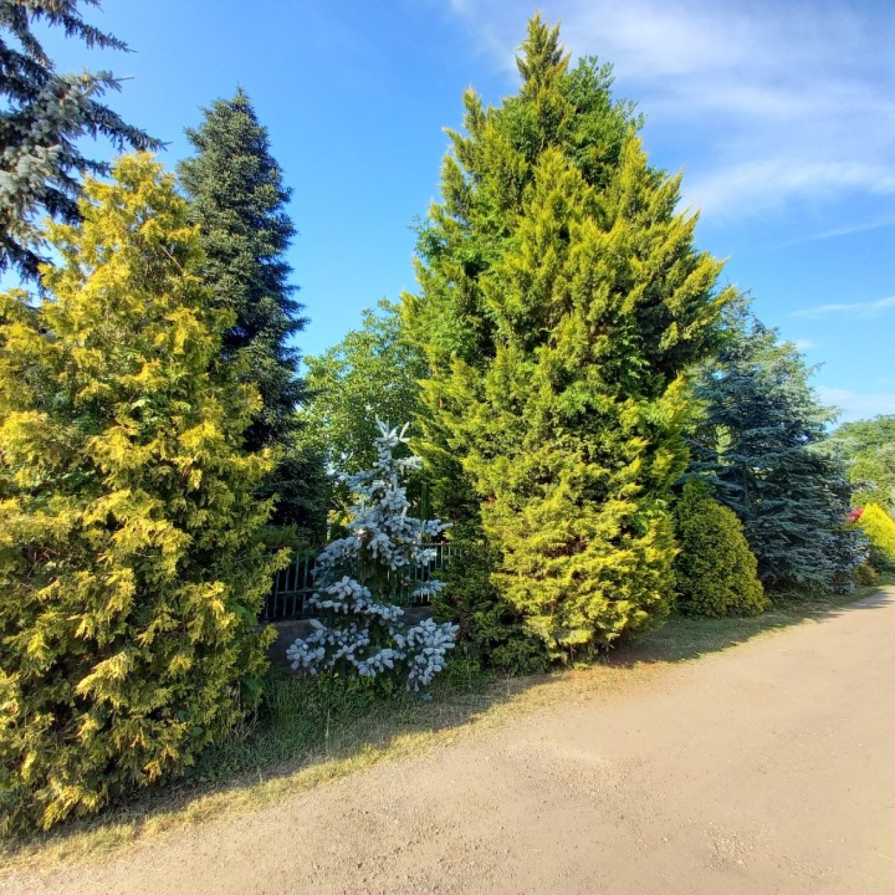 Obrázok Cyprusovec leylandský (Cupressocyparis leylandii) 'CASTLEWELLAN GOLD' – výška 30-60 cm, kont. C2L